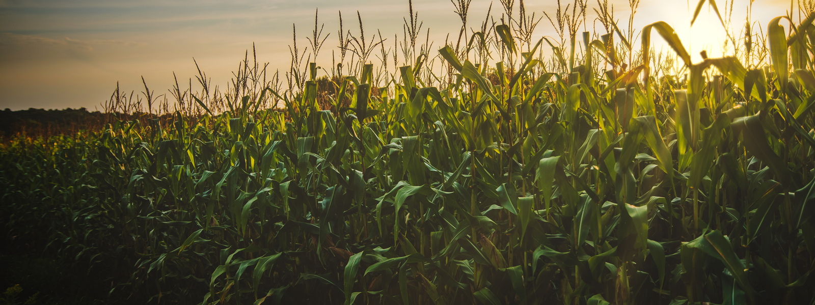 Corn Field